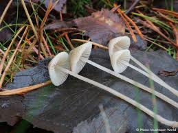 Attēlu rezultāti vaicājumam “Mycena”