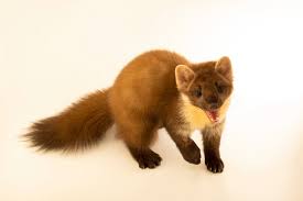 Attēlu rezultāti vaicājumam “Martes”