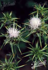 Image result for Silybum marianum