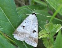 Attēlu rezultāti vaicājumam “Lygephila pastinum”