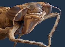 Attēlu rezultāti vaicājumam “Pyrrhosoma nymphula”