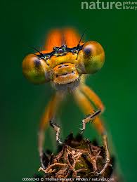 Attēlu rezultāti vaicājumam “Ischnura pumilio”