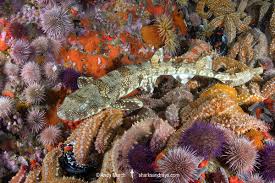 Image result for Haploblepharus edwardsii