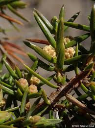 Attēlu rezultāti vaicājumam “Juniperus communis”
