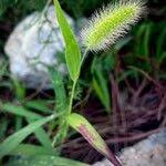 Attēlu rezultāti vaicājumam “Setaria viridis fruit”