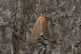 Attēlu rezultāti vaicājumam “Eilema depressa”