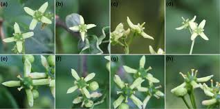 Attēlu rezultāti vaicājumam “Euonymus europaeus flower”