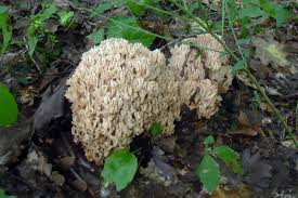 Attēlu rezultāti vaicājumam “Stemonitis pallida var. rubescens spores”