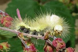 Attēlu rezultāti vaicājumam “Calliteara pudibunda”