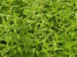 Attēlu rezultāti vaicājumam “Lycopus europaeus”