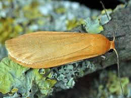 Attēlu rezultāti vaicājumam “Eilema depressa imago”