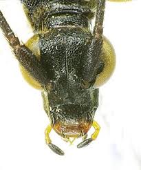 Attēlu rezultāti vaicājumam “Strangalia attenuata”