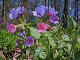 Attēlu rezultāti vaicājumam “Pulmonaria officinalis”