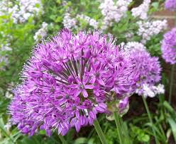 Attēlu rezultāti vaicājumam “Allium cepa flower”