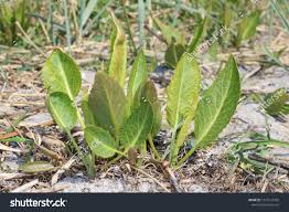 Attēlu rezultāti vaicājumam “Lepidium latifolium”