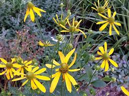 Image result for Rudbeckia Paradisio
