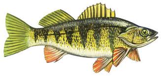 Image result for Perca flavescens