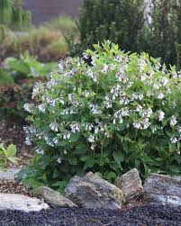 Attēlu rezultāti vaicājumam “Symphytum grandiflorum”