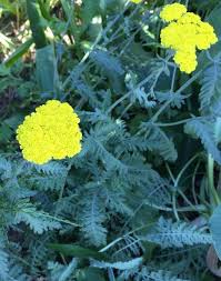 Image result for Achillea filipendulina