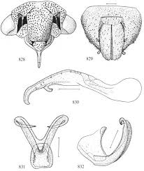 Attēlu rezultāti vaicājumam “Edwardsiana geometrica”