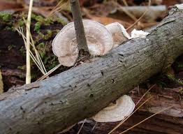 Attēlu rezultāti vaicājumam “Lenzites betulina”