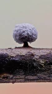 Attēlu rezultāti vaicājumam “Didymium minus”