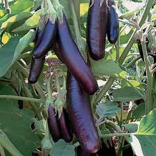 Afbeeldingsresultaat voor fengyuan purple eggplant