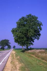 Attēlu rezultāti vaicājumam “Gymnocladus dioicus”