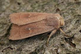 Attēlu rezultāti vaicājumam “Mythimna flammea”