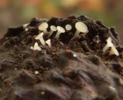 Attēlu rezultāti vaicājumam “Hymenoscyphus fructigenus”