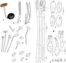 Attēlu rezultāti vaicājumam “Myriosclerotinia scirpicola”