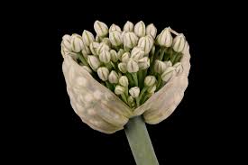 Attēlu rezultāti vaicājumam “Allium cepa bud”