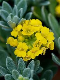 Image result for Alyssum diffusum