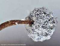 Attēlu rezultāti vaicājumam “Didymium megalosporum macro”