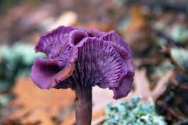 Attēlu rezultāti vaicājumam “Laccaria amethystina”