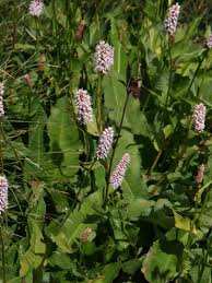 Attēlu rezultāti vaicājumam “Bistorta major leaf”