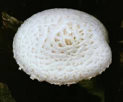 Attēlu rezultāti vaicājumam “Lentinus lepideus”