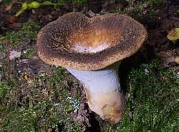 Attēlu rezultāti vaicājumam “Polyporus tuberaster”