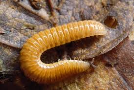 Attēlu rezultāti vaicājumam “Polyzonium germanicum”