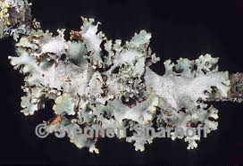 Attēlu rezultāti vaicājumam “Platismatia glauca”