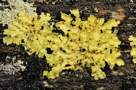 Attēlu rezultāti vaicājumam “Vulpicida pinastri”