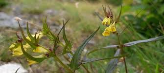 Attēlu rezultāti vaicājumam “Melampyrum pratense leaf”