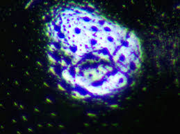 Attēlu rezultāti vaicājumam “Phaedon cochleariae”