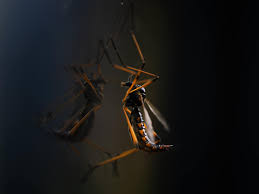 Attēlu rezultāti vaicājumam “Arctophila superbiens”