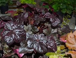 Image result for Heuchera Metallica