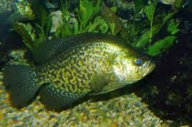 Image result for Pomoxis nigromaculatus