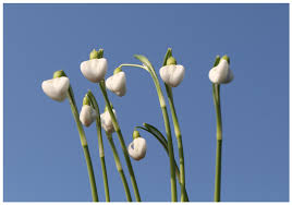 Attēlu rezultāti vaicājumam “Galanthus nivalis bud”