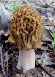 Attēlu rezultāti vaicājumam “Verpa bohemica”