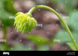Attēlu rezultāti vaicājumam “Anemone sylvestris fruit”