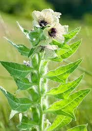 Attēlu rezultāti vaicājumam “Hyoscyamus niger fruit”